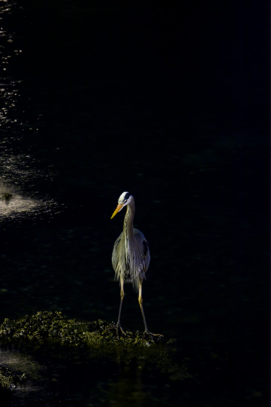 Great Blue Heron